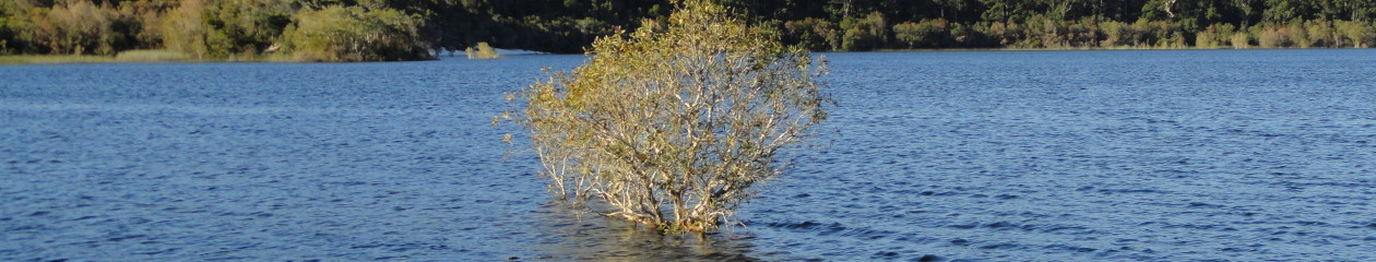 Jezikovna šola Čriček