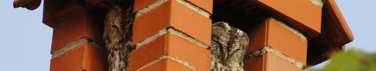 Jezikovna šola Čriček