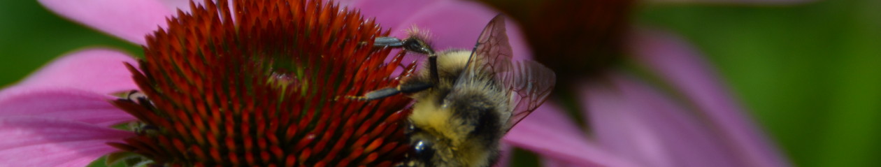 Jezikovna šola Čriček