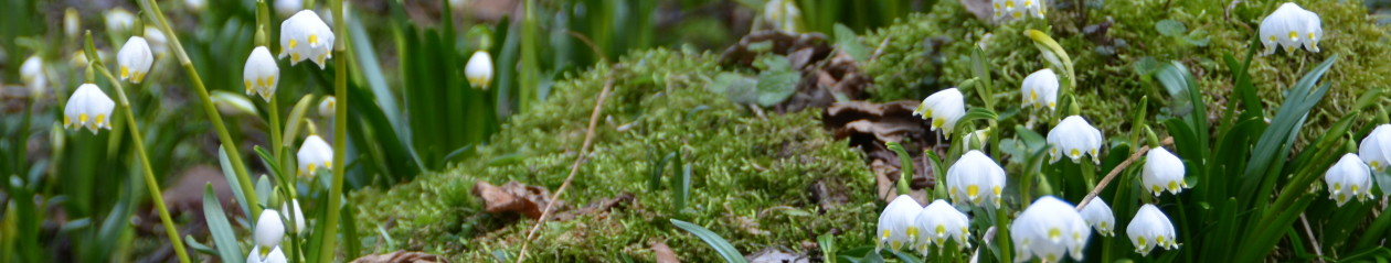 Jezikovna šola Čriček