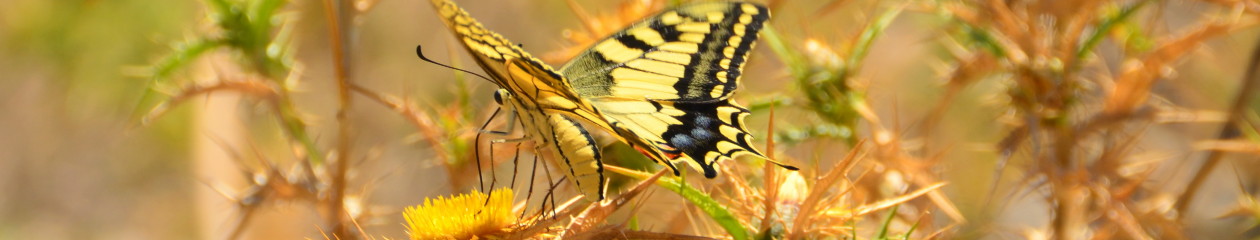 Jezikovna šola Čriček